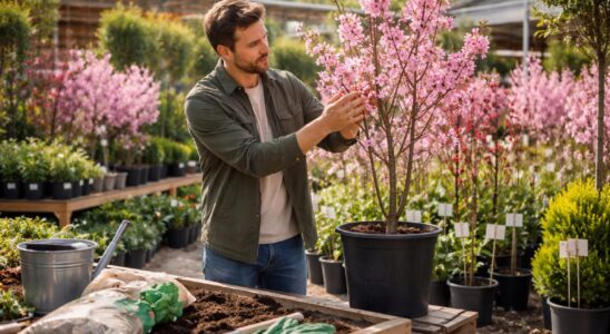 découvrez comment acheter et planter un prunus chez jardiland avec nos conseils experts pour un jardin réussi toute l'année.